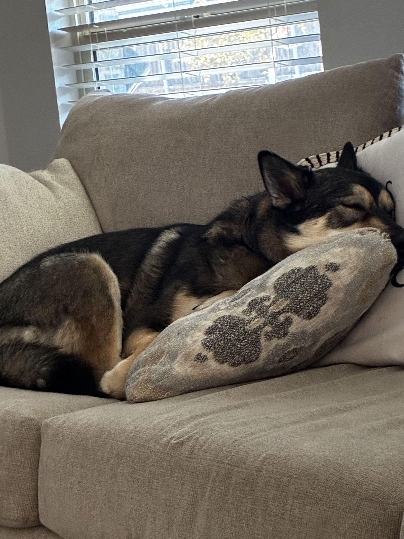 Enlarge Rookie, a Adoptable Husky in McKinney, TX image 2/3