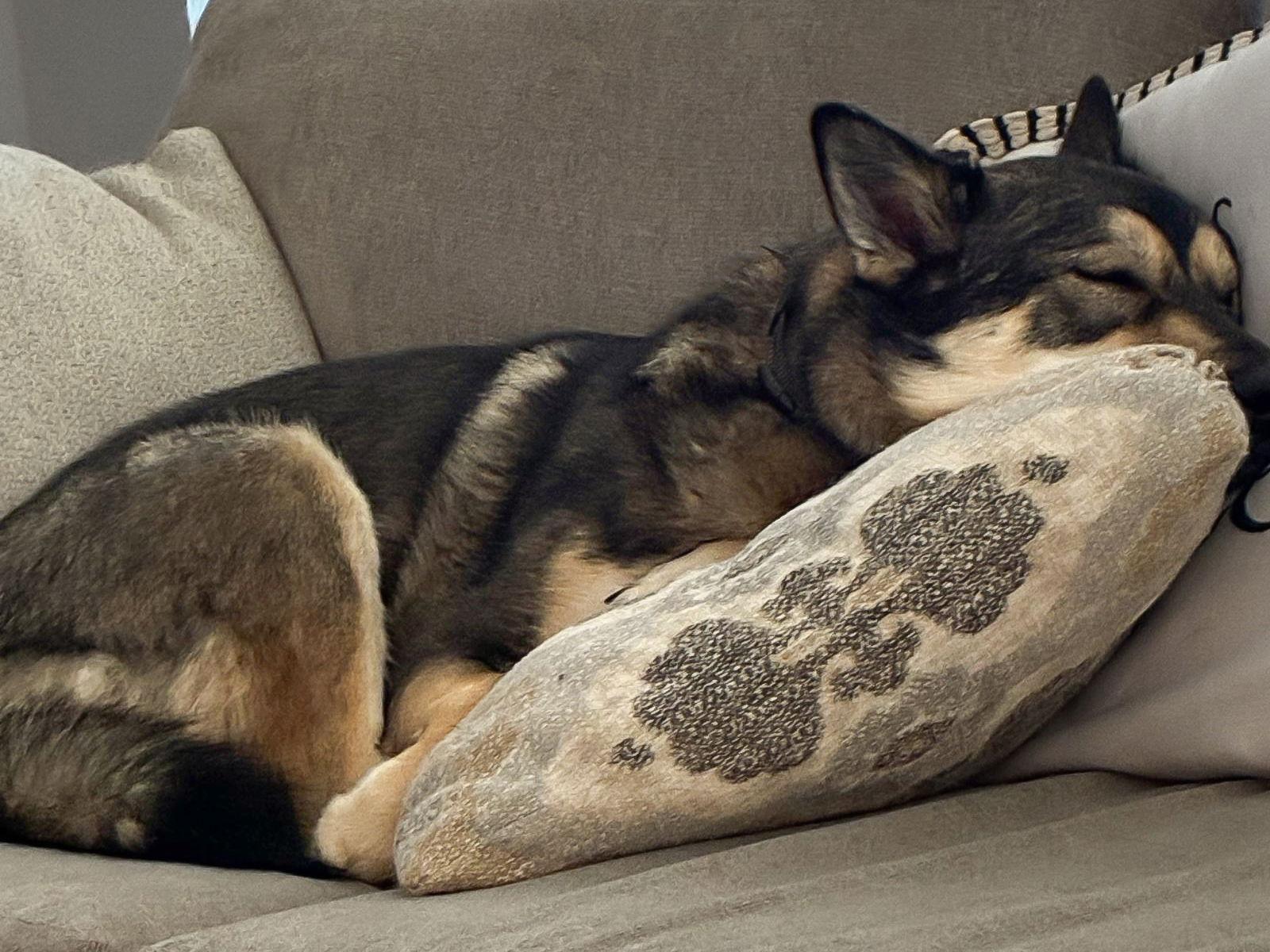 Rookie, Adoptable, Adult Male Husky.