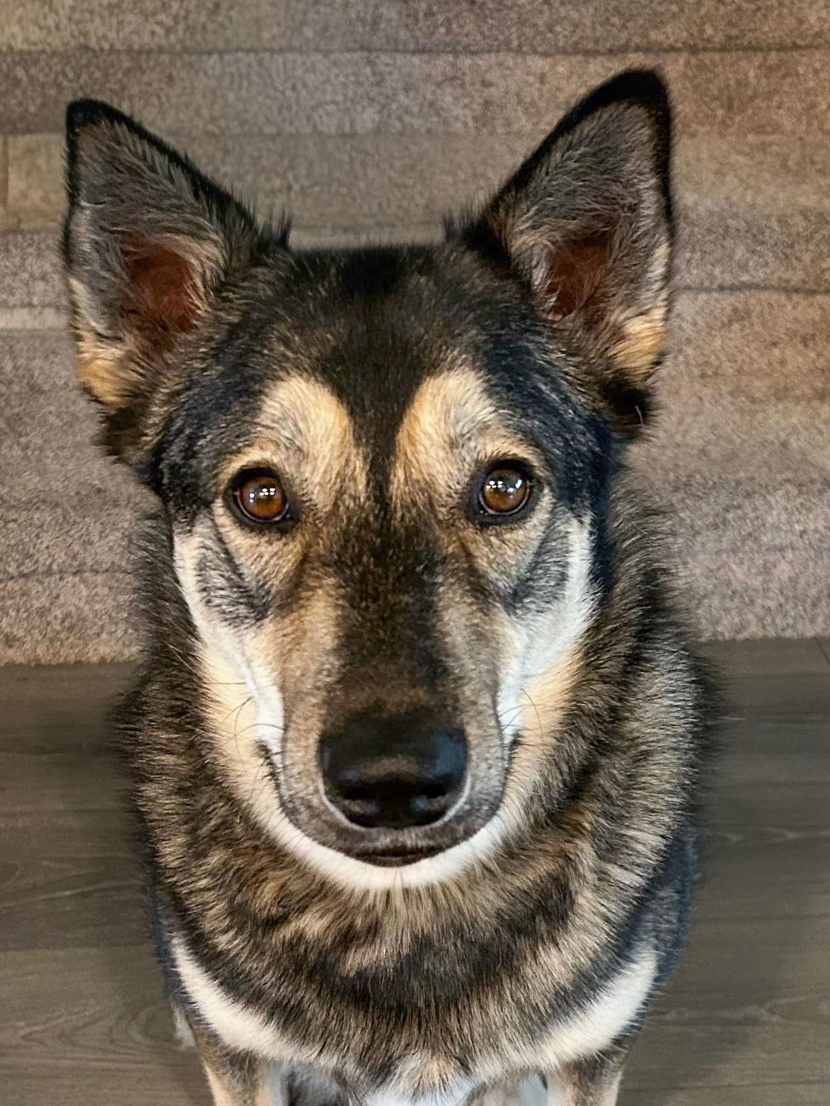 Rookie, a Adoptable Husky in McKinney, TX image 3/3