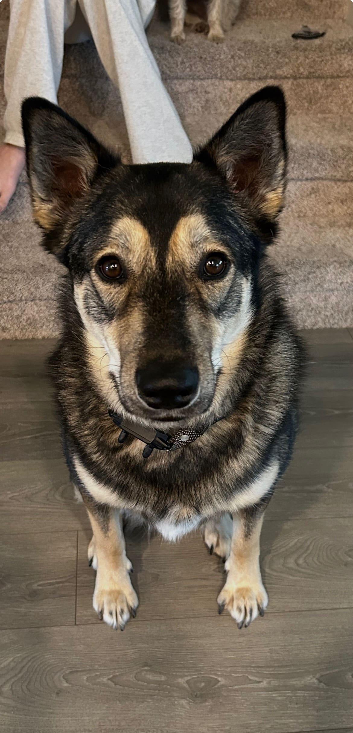 Enlarge Rookie, a Adoptable Husky in McKinney, TX image 3/3