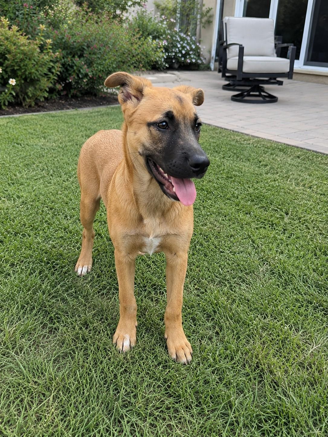 Enlarge Athena, a ADOPTABLE mixed breed in Poway, CA image 2/3