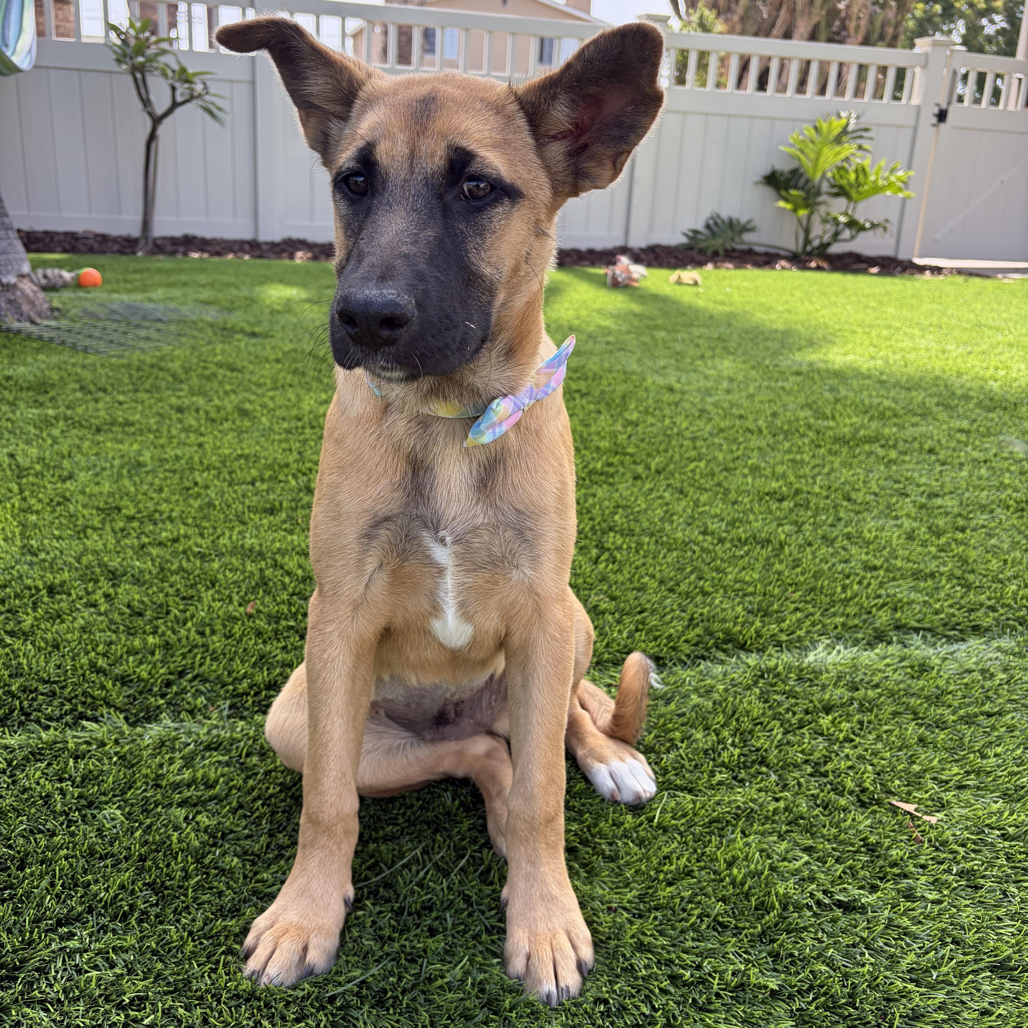 Athena, ADOPTABLE, Puppy Female German Shepherd Dog & Black Labrador Retriever.