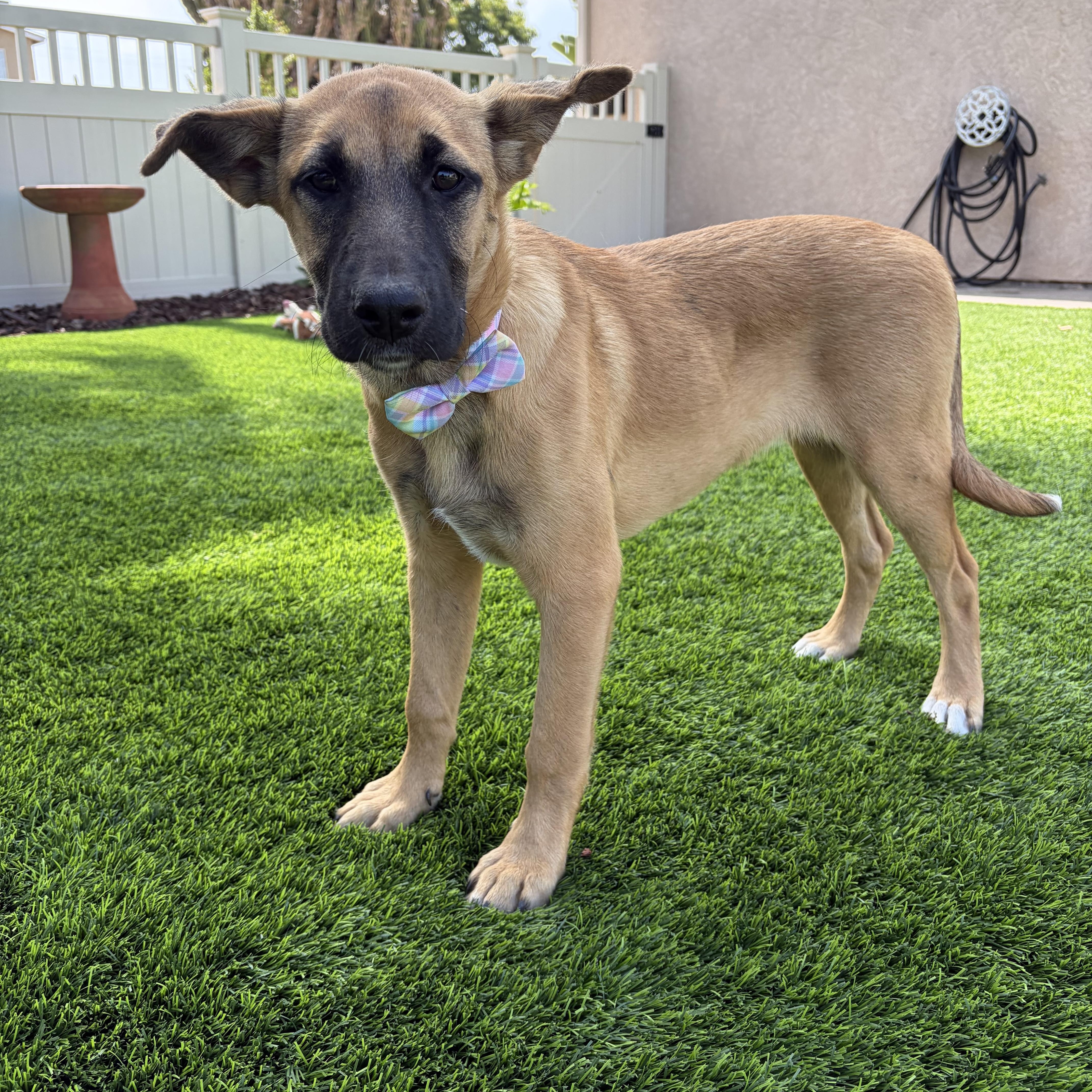 Athena, a ADOPTABLE mixed breed in Poway, CA image 4/4