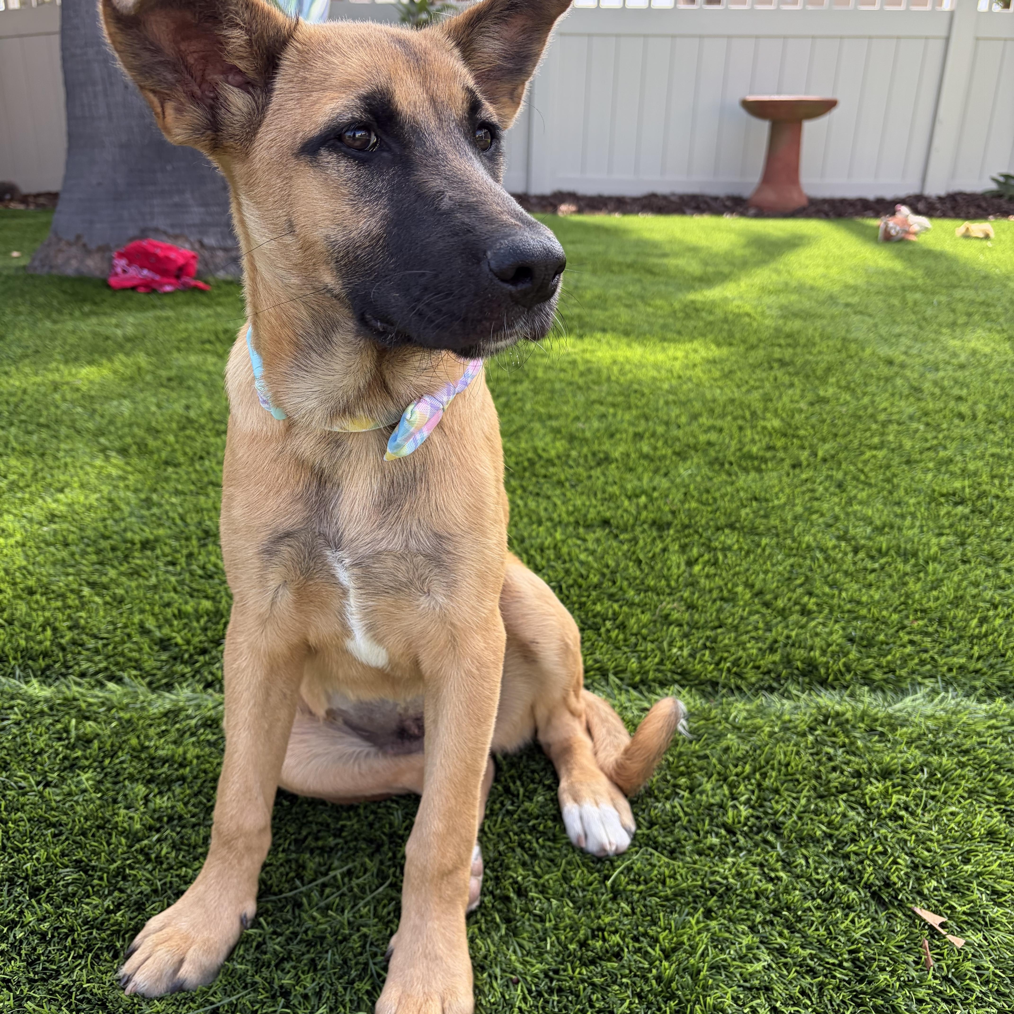 Athena, a ADOPTABLE mixed breed in Poway, CA image 2/4