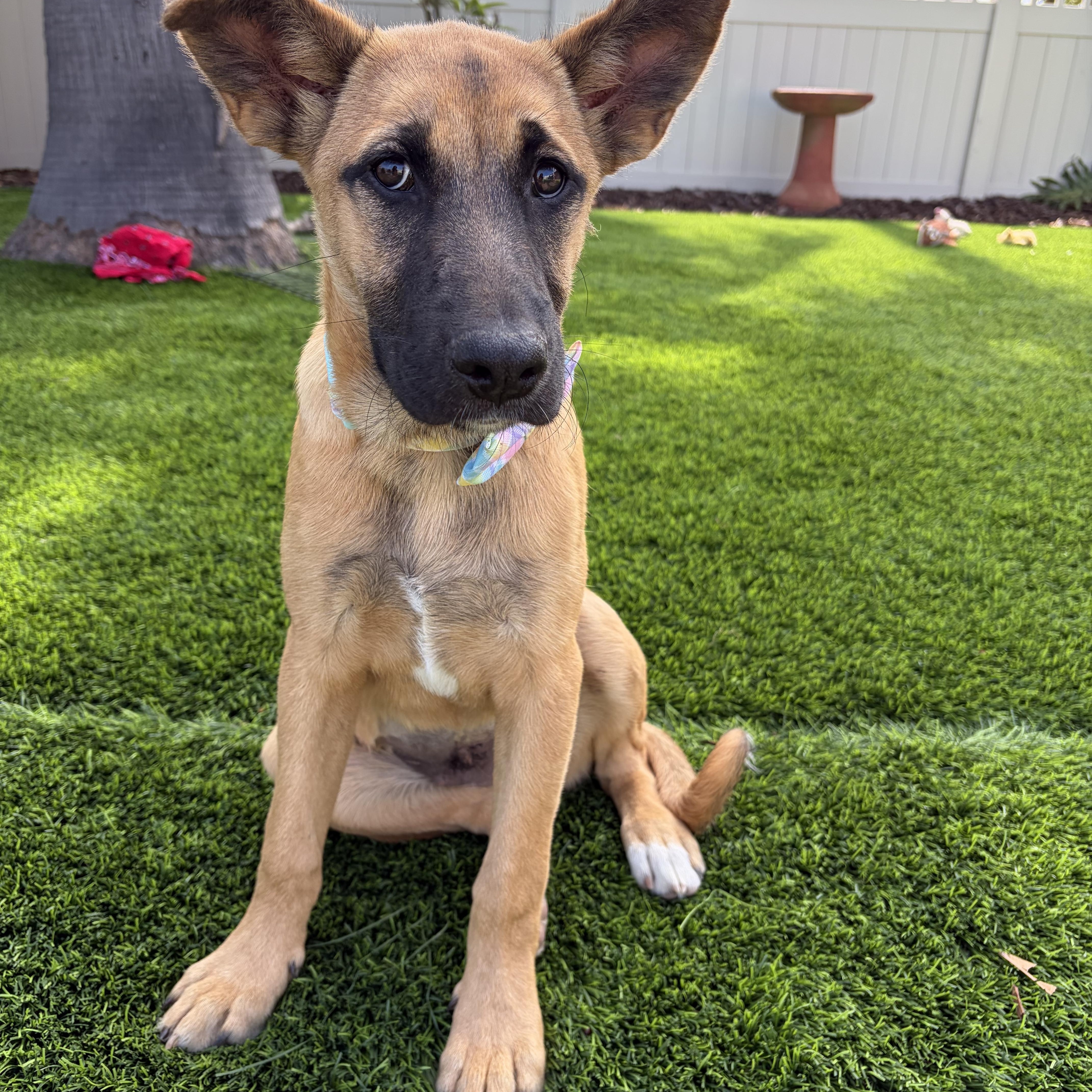 Athena, a ADOPTABLE mixed breed in Poway, CA image 3/4