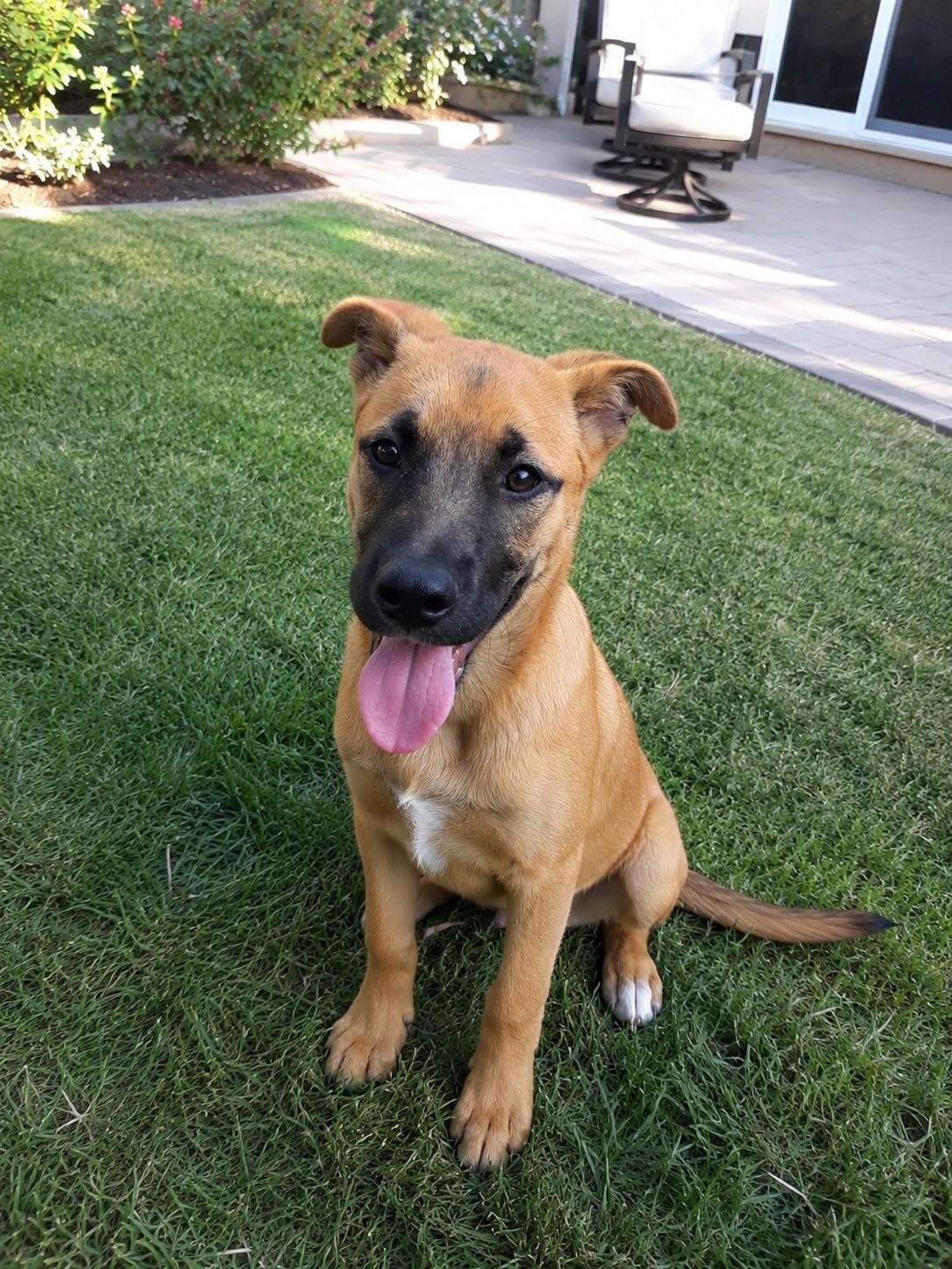 Athena, ADOPTABLE, Puppy Female Shepherd.