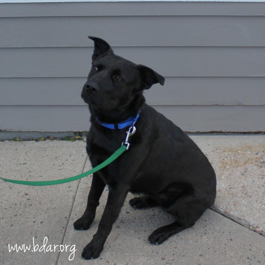 Enlarge Ricky, a Adoptable mixed breed in Cheyenne, WY image 2/4