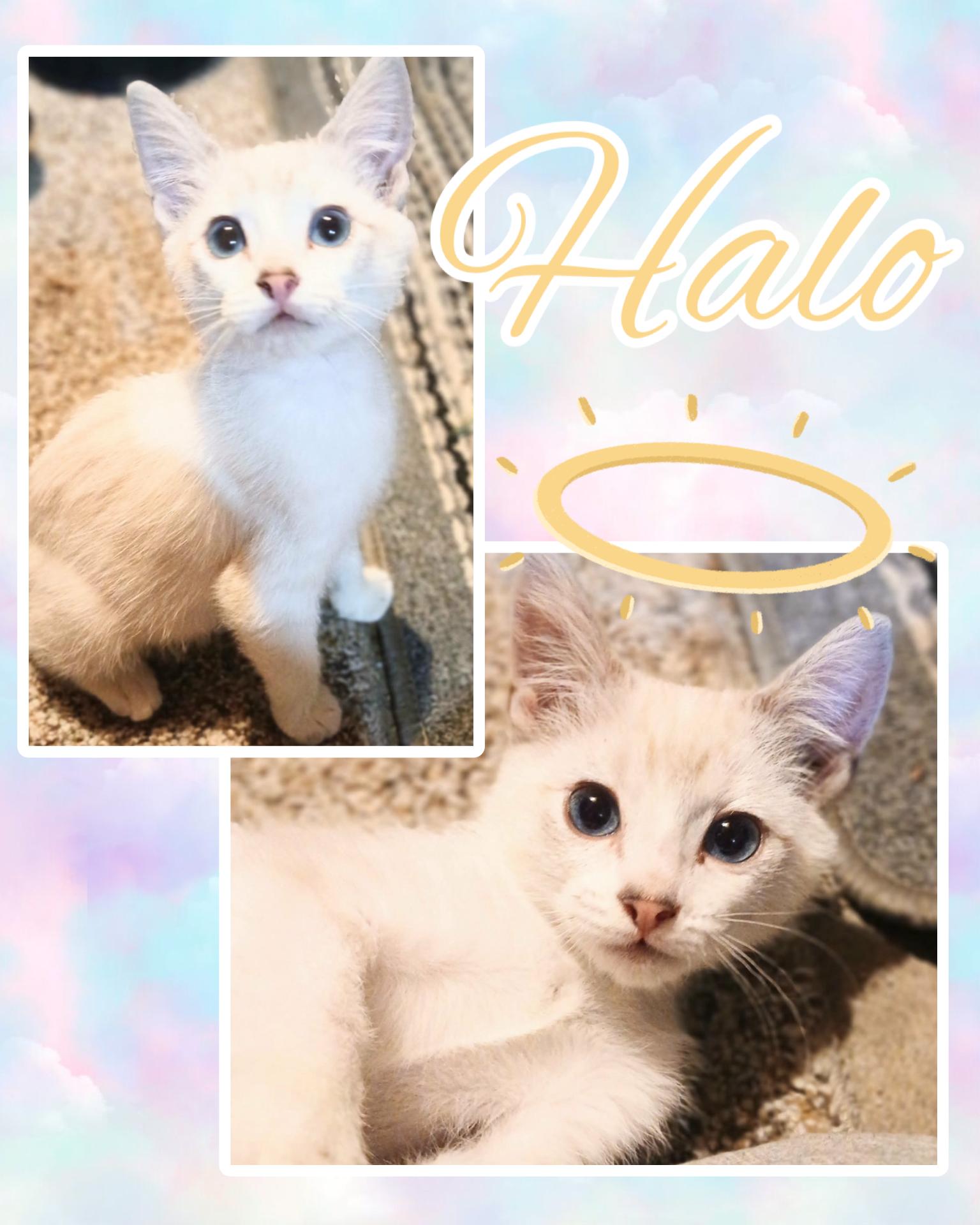 Halo, adopted, Kitten Female Domestic Short Hair.