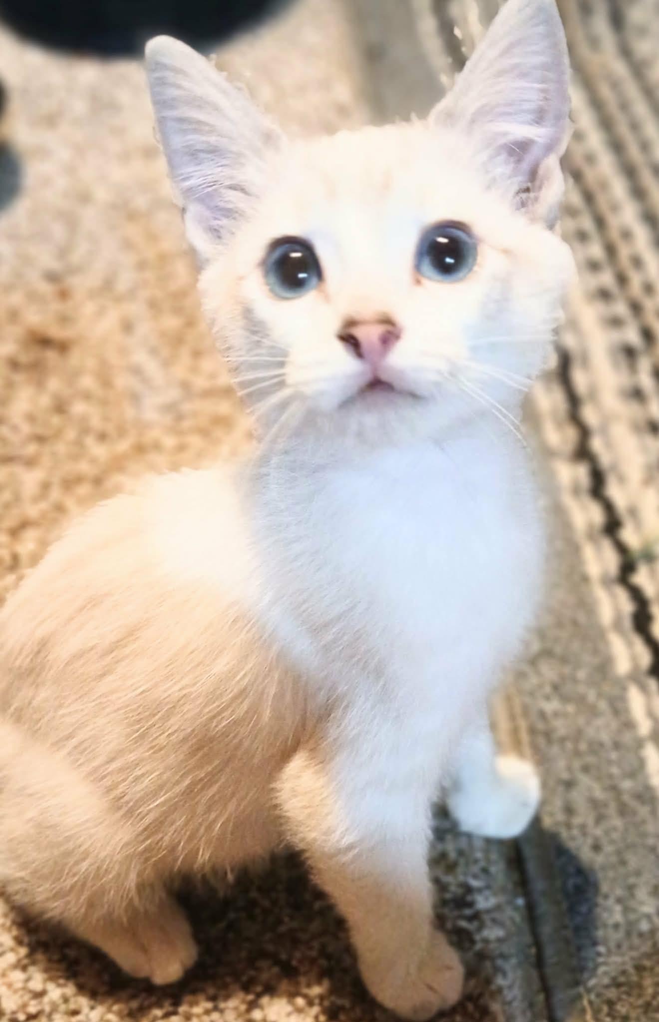 Enlarge Halo, an adopted Domestic Short Hair in Pasco, WA image 2/3