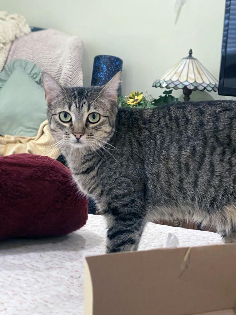 Rosy, an adoptable Domestic Short Hair in Centerville, UT, 84014 | Photo Image 2