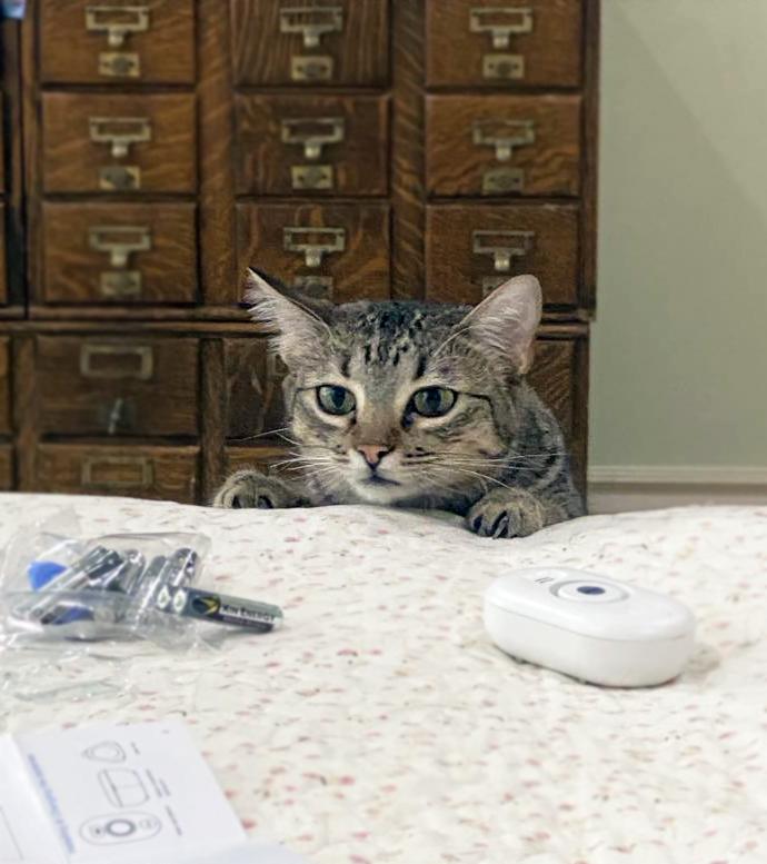 Rosy, an adoptable Domestic Short Hair in Centerville, UT, 84014 | Photo Image 4