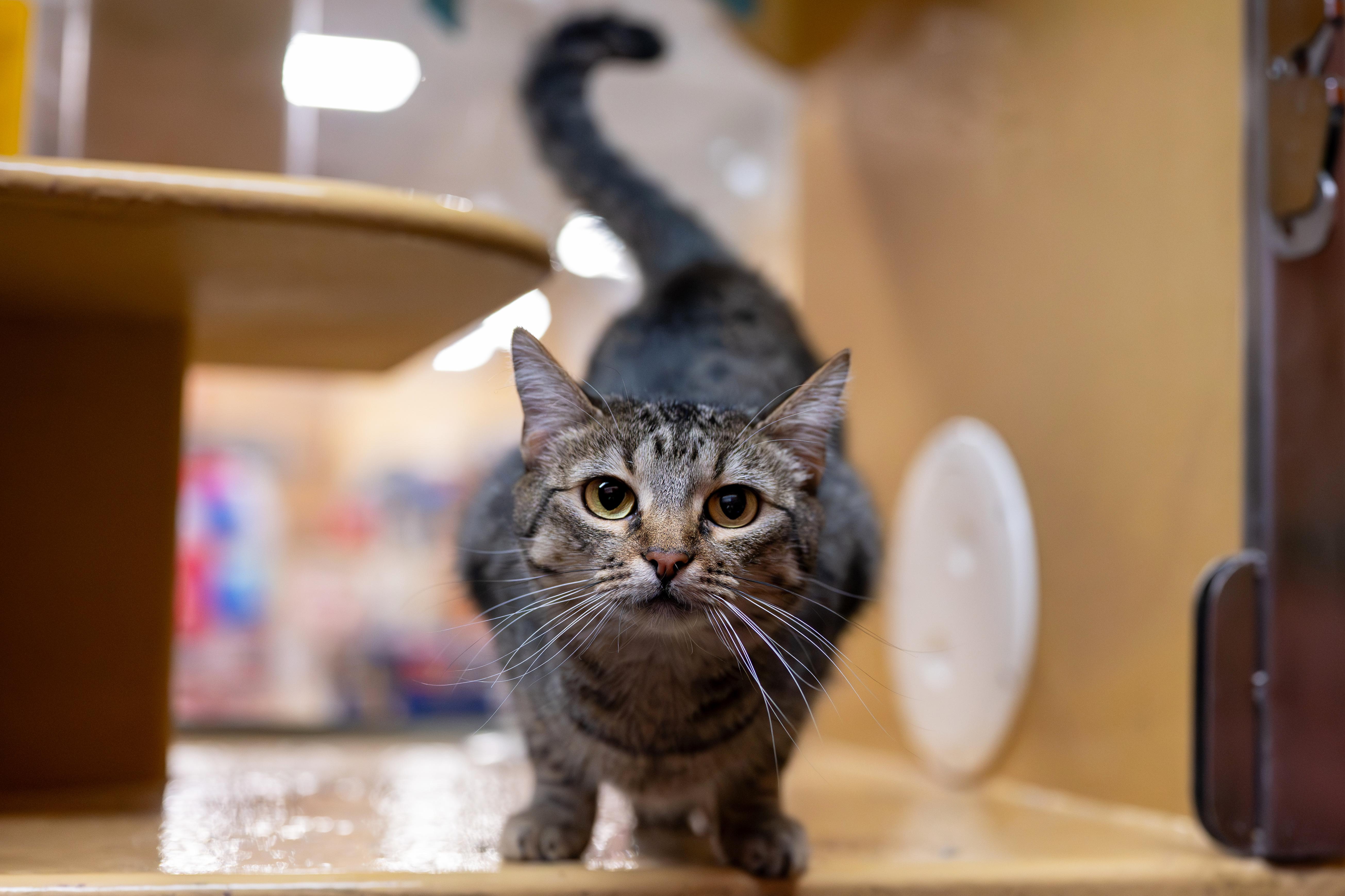 Rosy, Adoptable, Adult Female Domestic Short Hair.