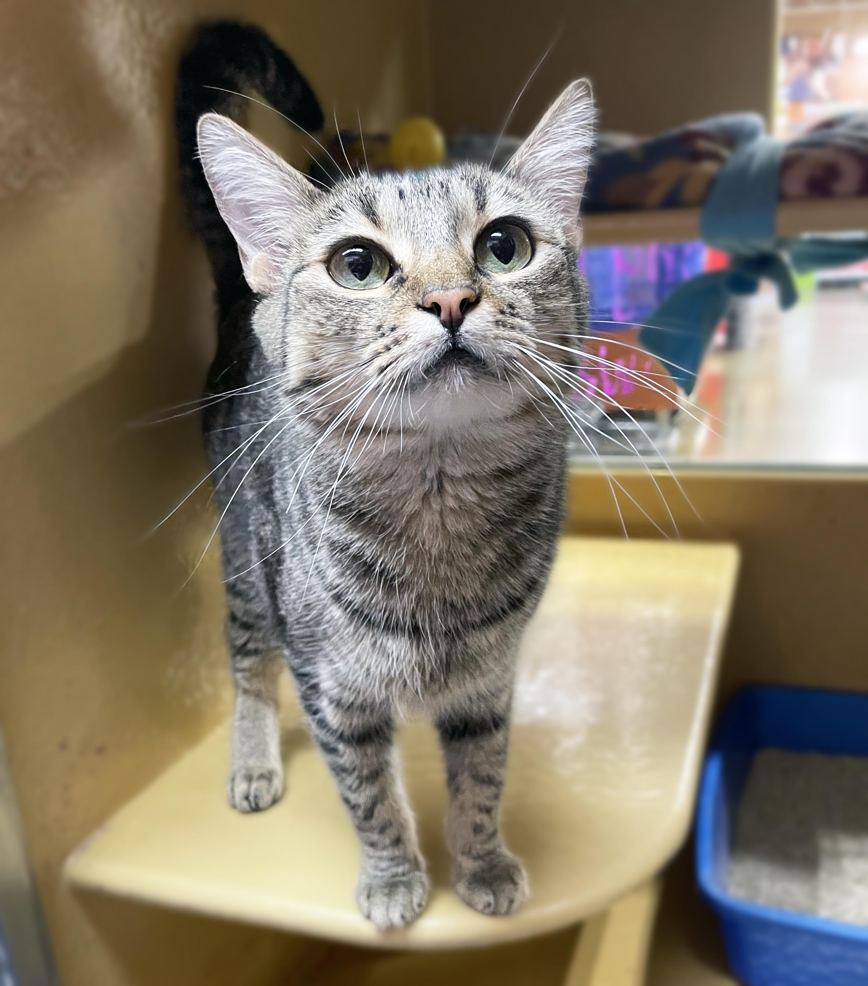 Rosy, a Adoptable Domestic Short Hair in Centerville, UT image 2/4