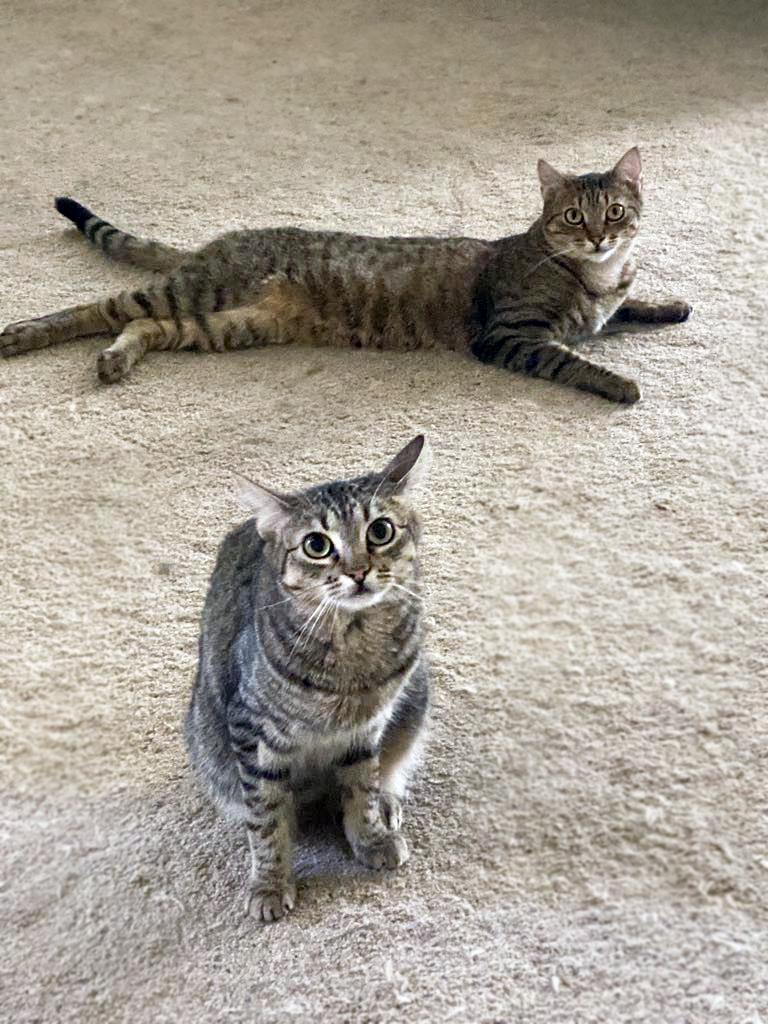 Rosy, an adoptable Domestic Short Hair in Centerville, UT, 84014 | Photo Image 3