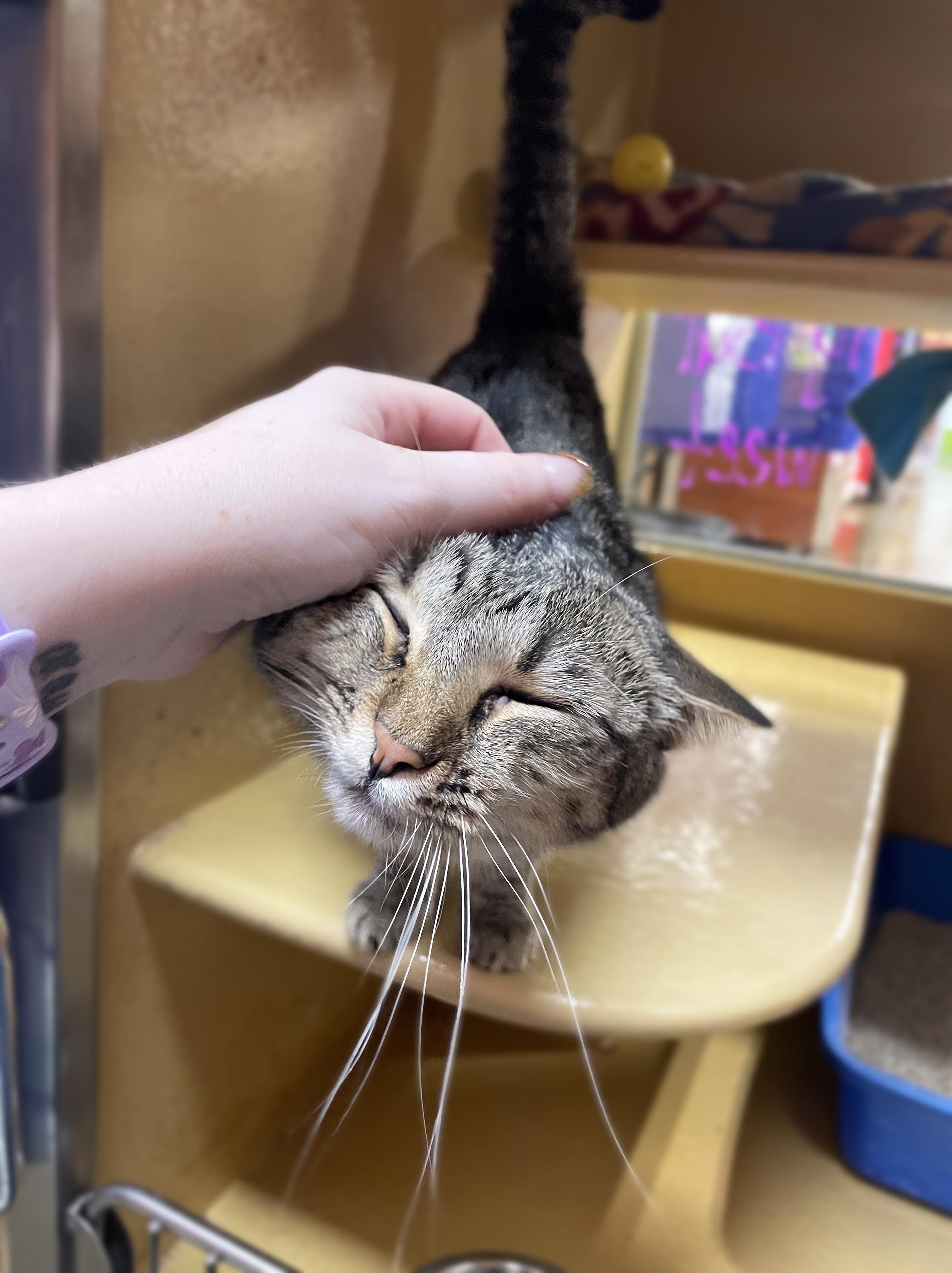 Rosy, an adoptable Domestic Short Hair in Centerville, UT, 84014 | Photo Image 2