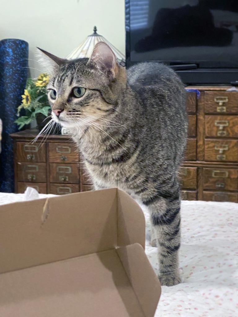 Rosy, an adoptable Domestic Short Hair in Centerville, UT, 84014 | Photo Image 5