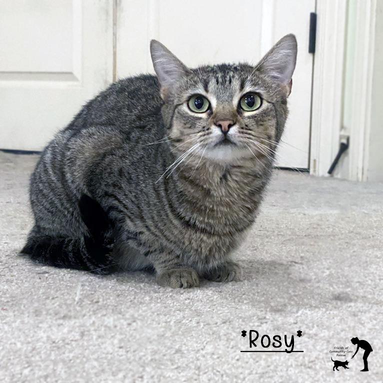 Rosy, an adoptable Domestic Short Hair in Centerville, UT, 84014 | Photo Image 1