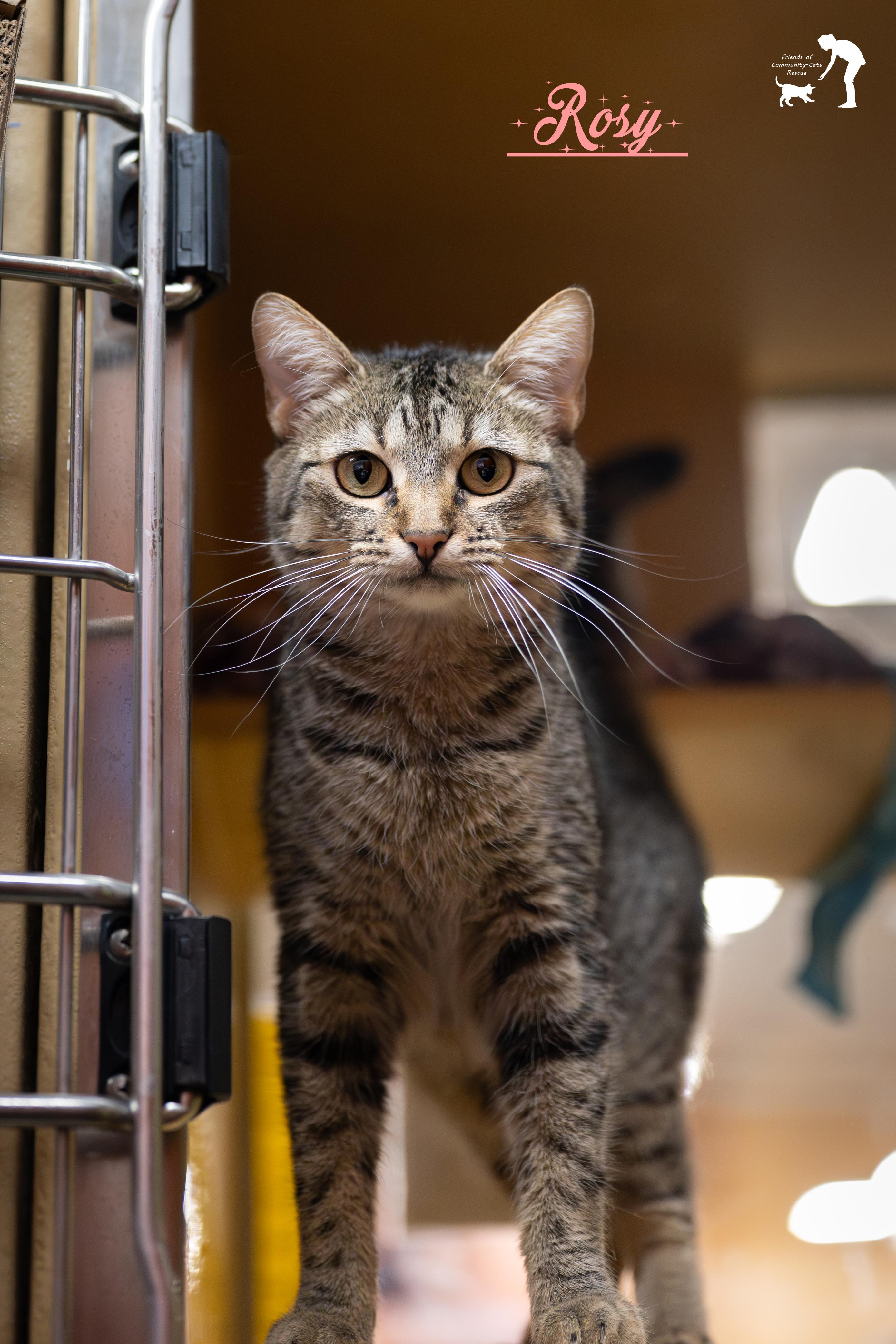 Rosy, a Adoptable Domestic Short Hair in Centerville, UT image 4/4