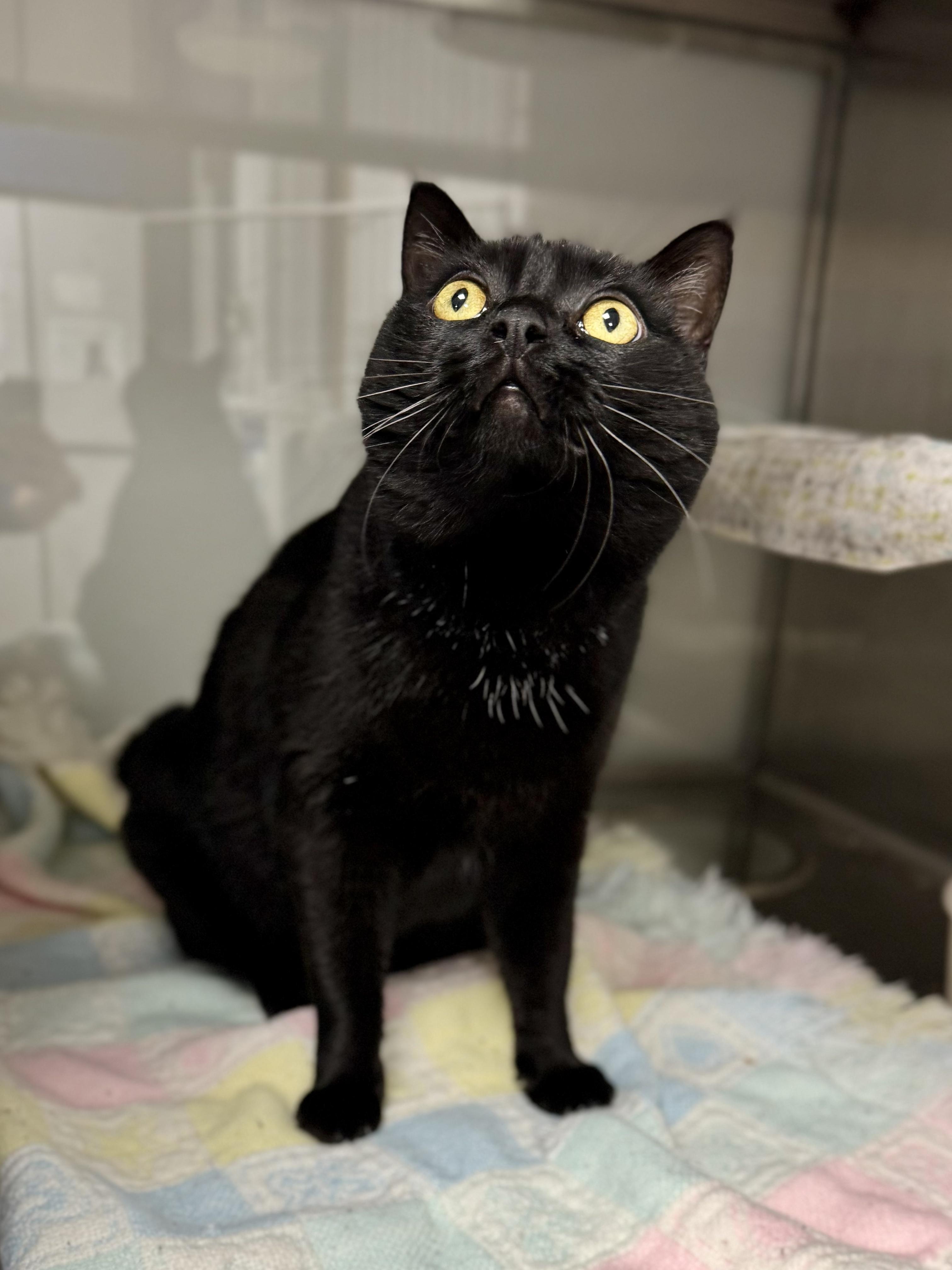 Abi, Adoptable, Adult Female Domestic Short Hair.