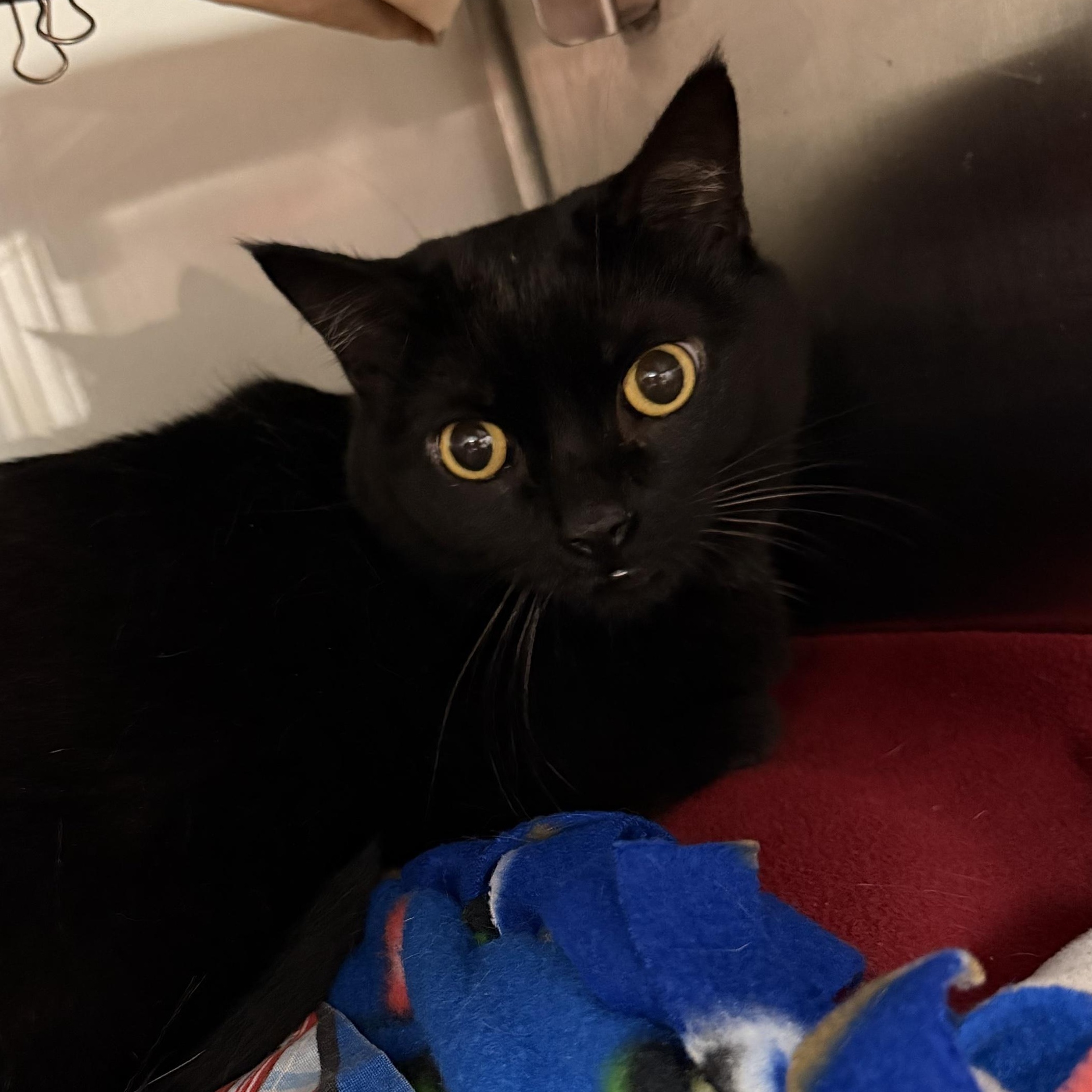 Enlarge Abi, a Adoptable Domestic Short Hair in Midland, MI image 2/3