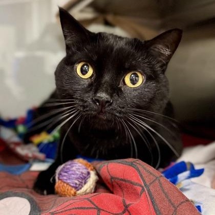 Enlarge Abi, a Adoptable Domestic Short Hair in Midland, MI image 1/3