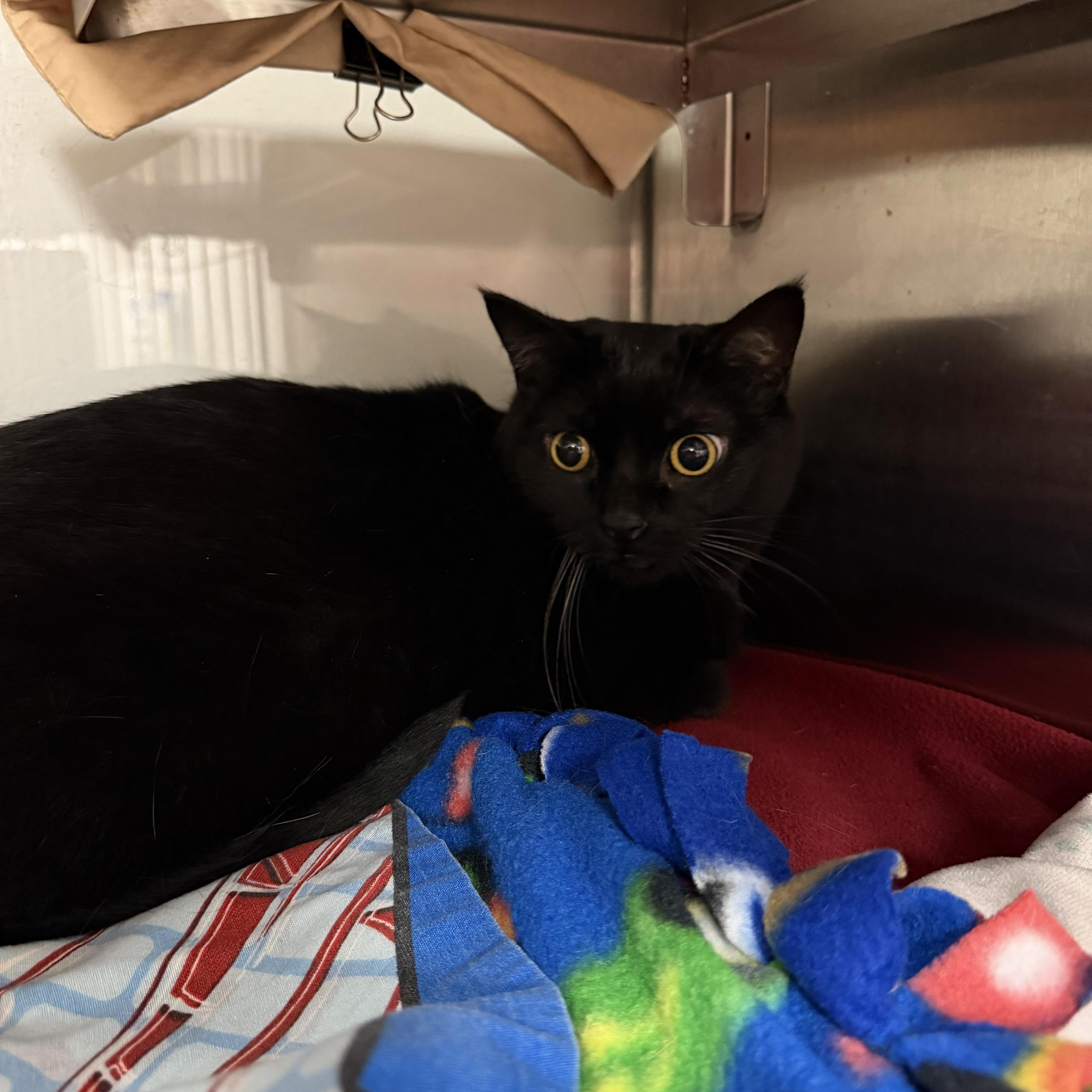 Enlarge Abi, a Adoptable Domestic Short Hair in Midland, MI image 3/3