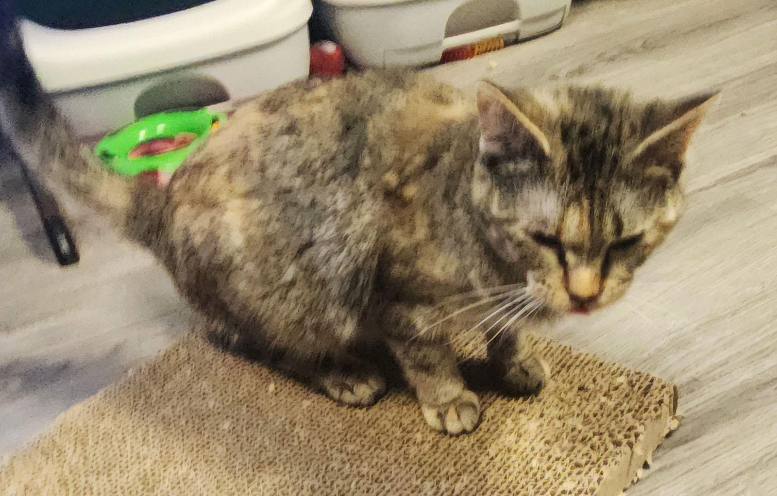 Joanna, Adoptable, Young Female Domestic Short Hair.