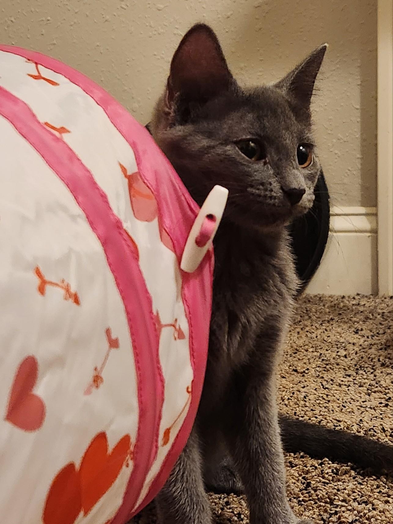 Enlarge Topaz, a Adoptable Domestic Short Hair in Milwaukee, WI image 3/4