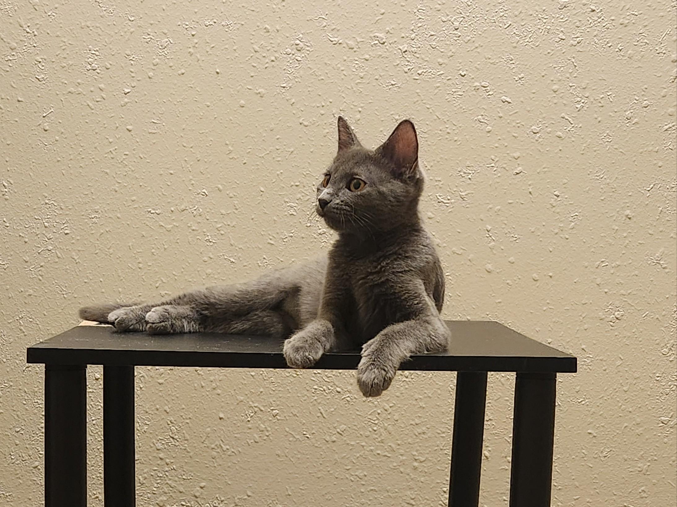 Enlarge Topaz, a Adoptable Domestic Short Hair in Milwaukee, WI image 2/4