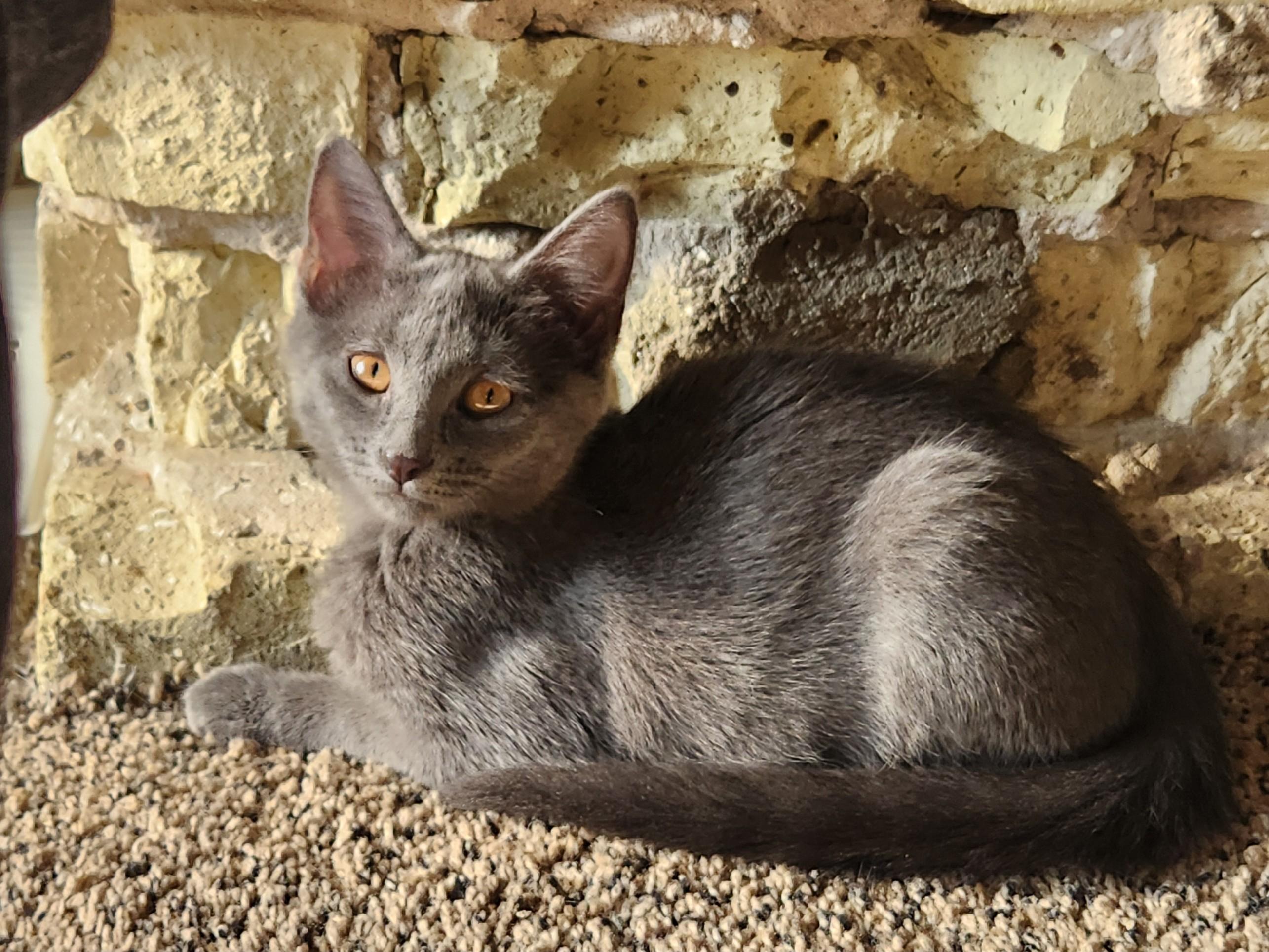 Enlarge Topaz, a Adoptable Domestic Short Hair in Milwaukee, WI image 1/4