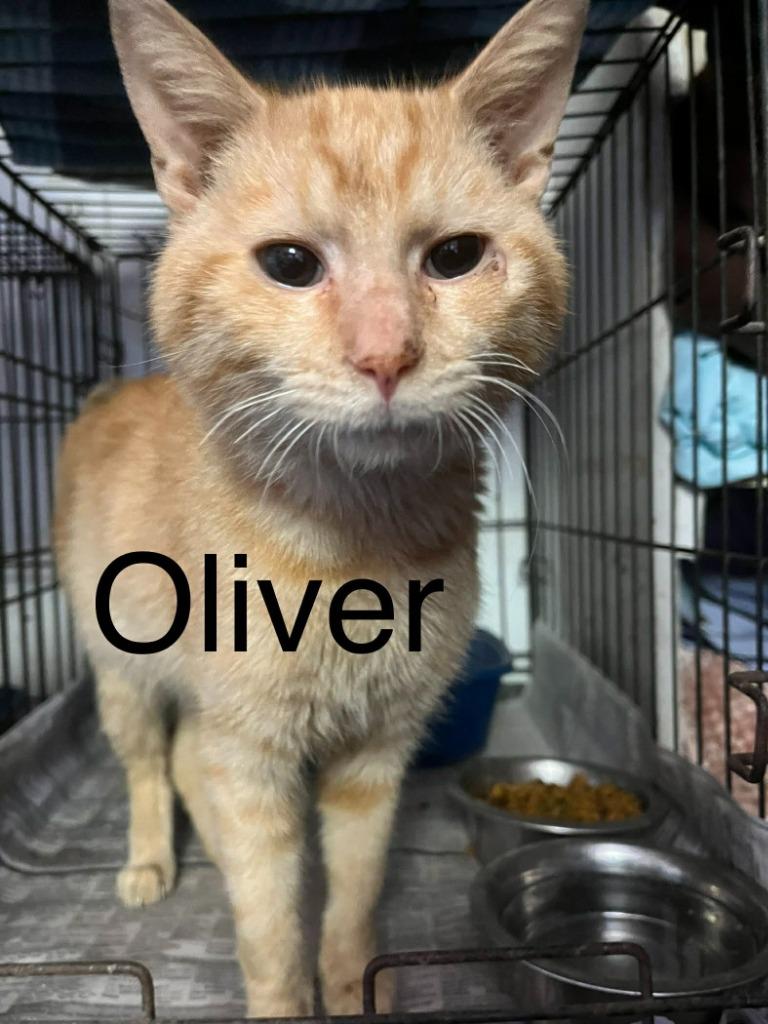 Enlarge Oliver, a Adoptable mixed breed in Princeton, IN image 1/1