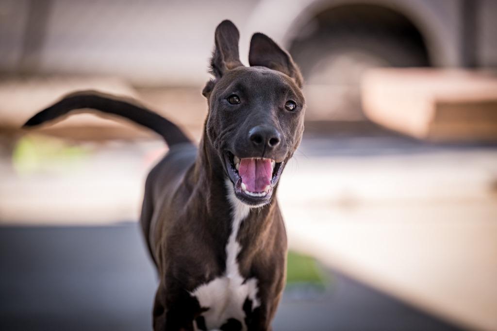 Willie, Adoptable, Puppy Male Shepherd & Belgian Shepherd / Malinois.