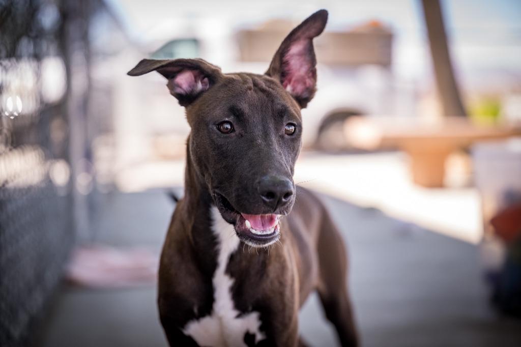 Willie, a Adoptable mixed breed in Twentynine Palms, CA image 2/3