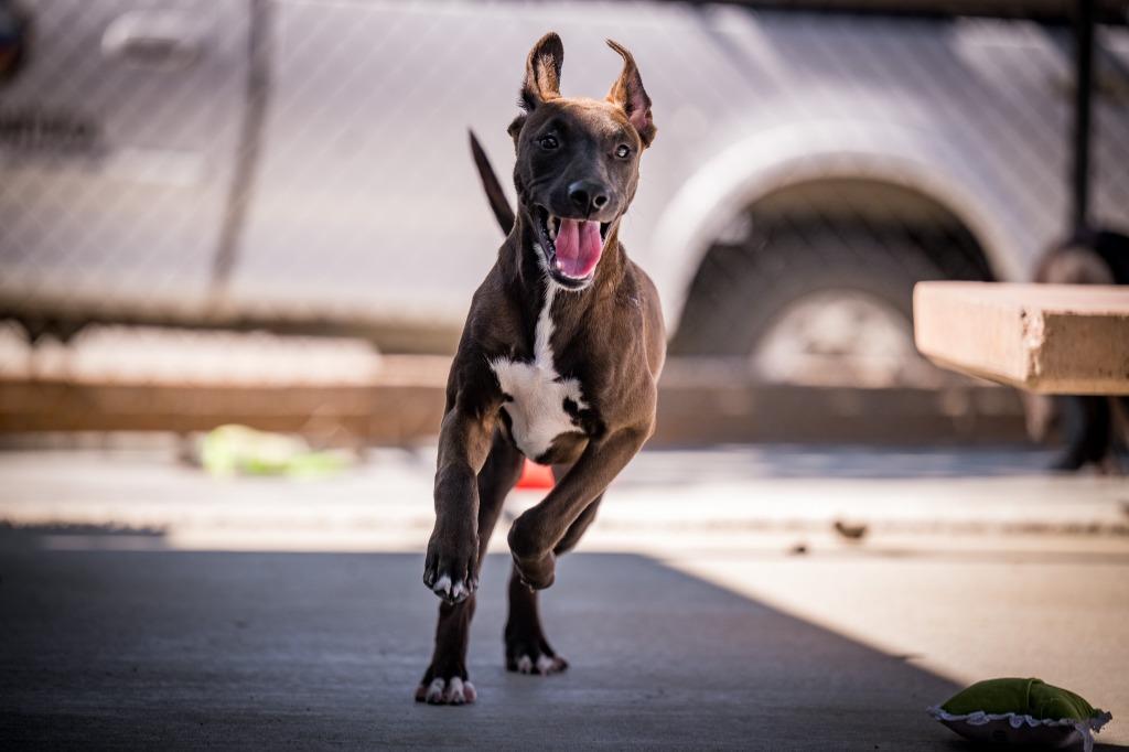 Willie, a Adoptable mixed breed in Twentynine Palms, CA image 3/3