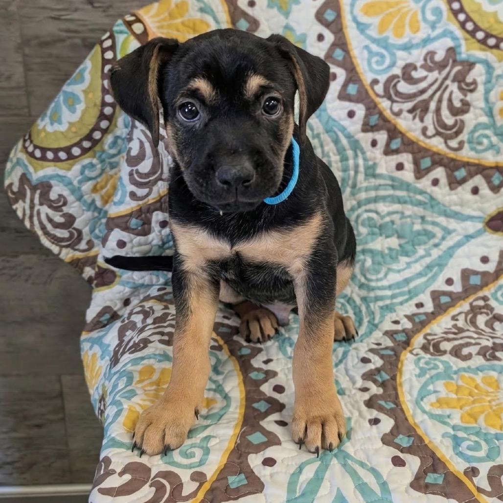 Enlarge Mark, a Adoptable Mixed Breed in Winston Salem, NC image 2/5