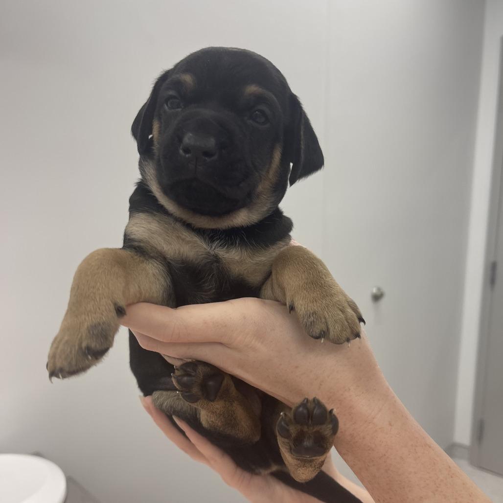 Enlarge Mark, a Adoptable Mixed Breed in Winston Salem, NC image 5/5