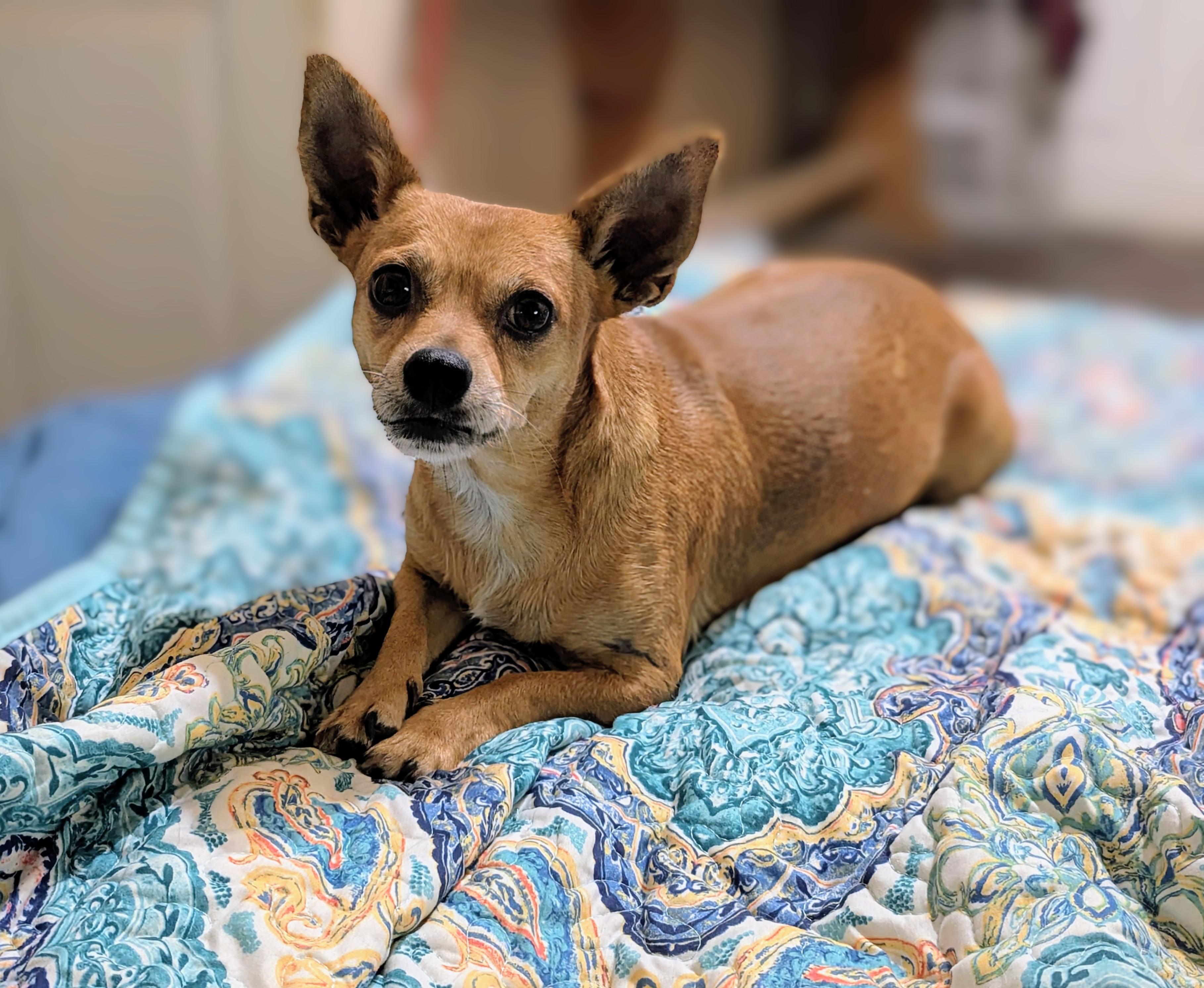 June Cleaver, ADOPTABLE, Adult Female Chihuahua.