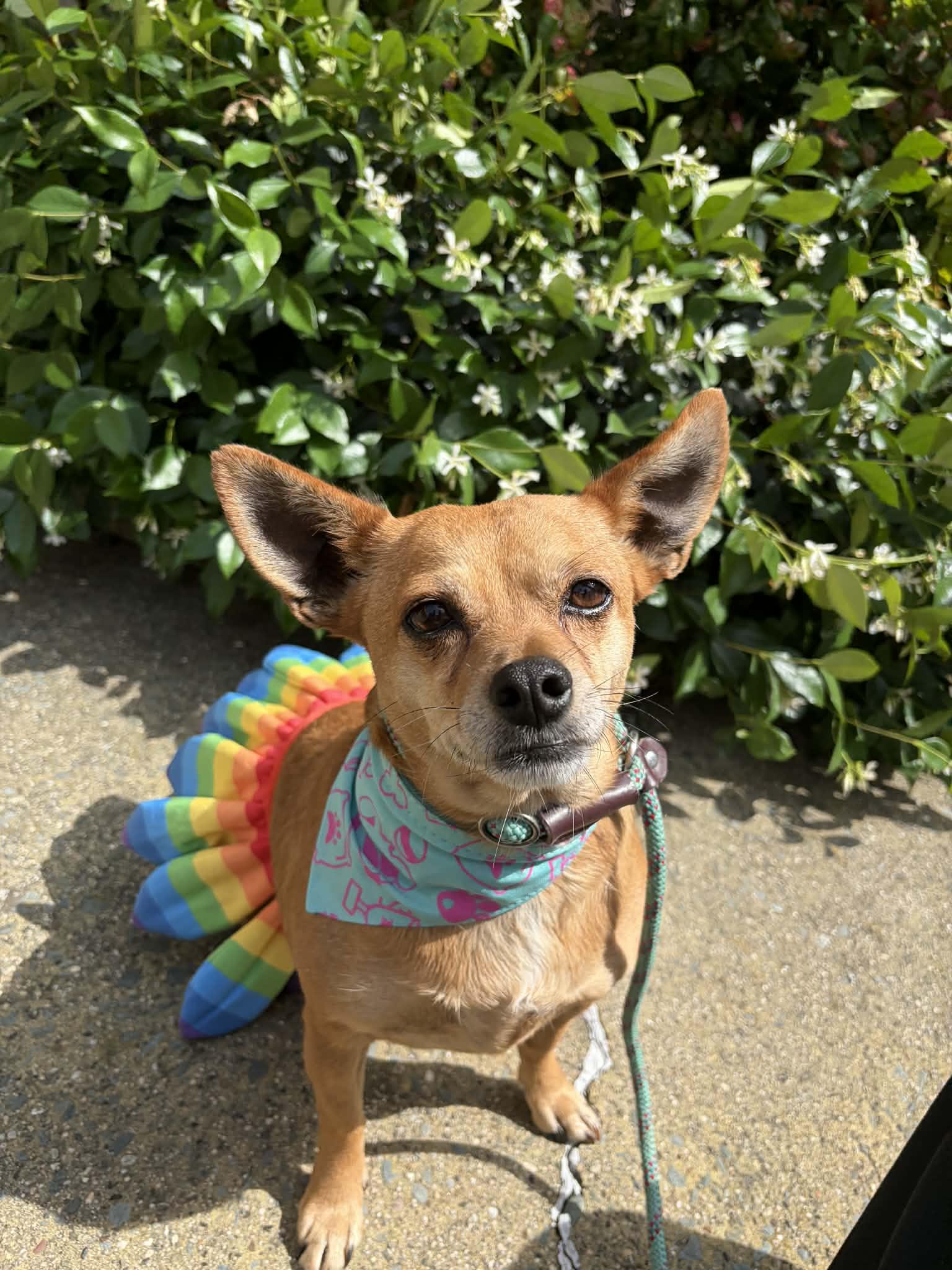 June Cleaver, ADOPTABLE, Adult Female Chihuahua.