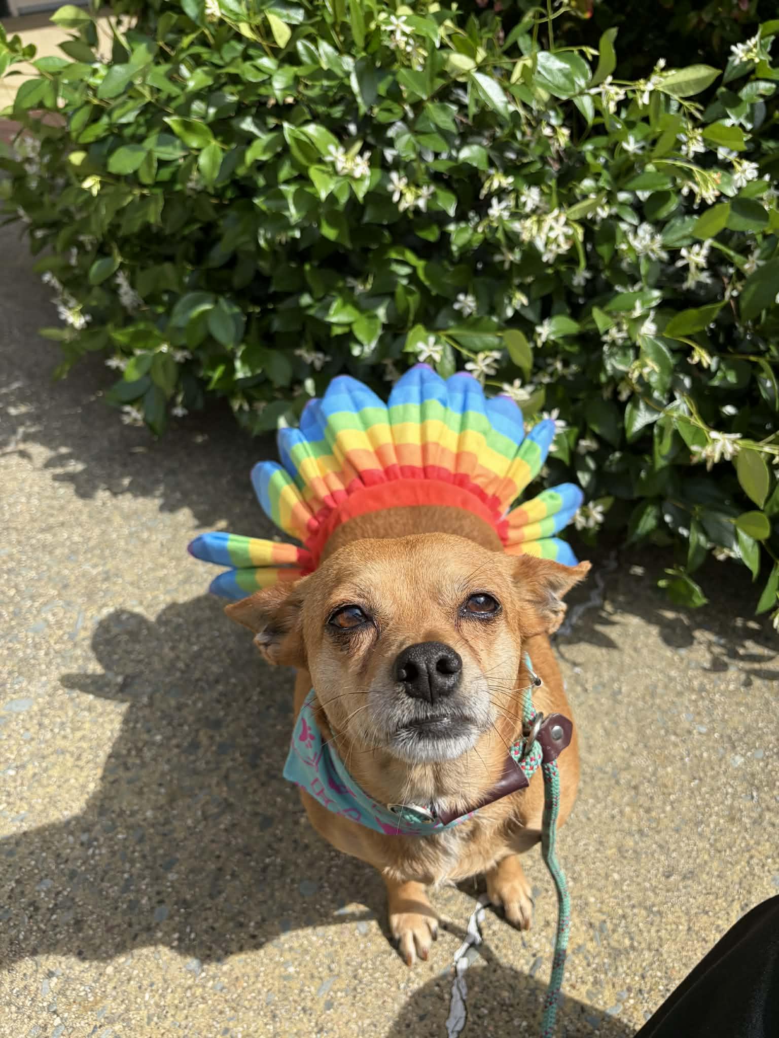 June Cleaver, a ADOPTABLE mixed breed in San Jose, CA image 3/3