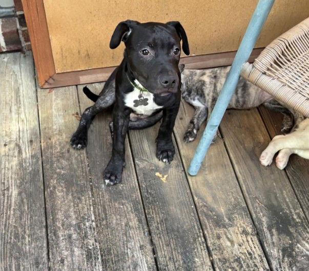 Kevin Malone (The Office Litter)