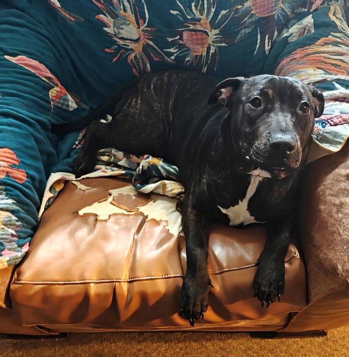 Kevin Malone (The Office Litter) — thumbnail 4