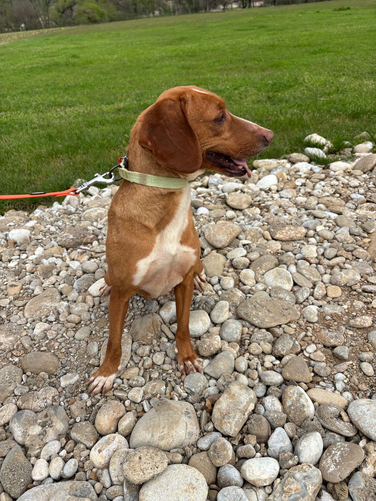 Lolita, Adoptable, Young Female Hound & Mixed Breed.