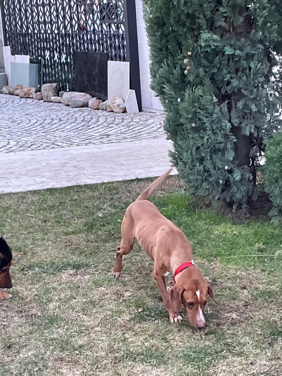 Enlarge Lolita, a Adoptable mixed breed in Shrewsbury, MA image 5/6