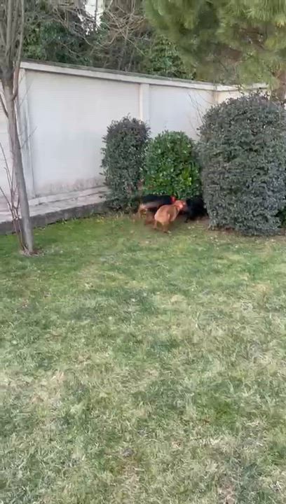 Enlarge Lolita, a Adoptable mixed breed in Shrewsbury, MA video 6/6