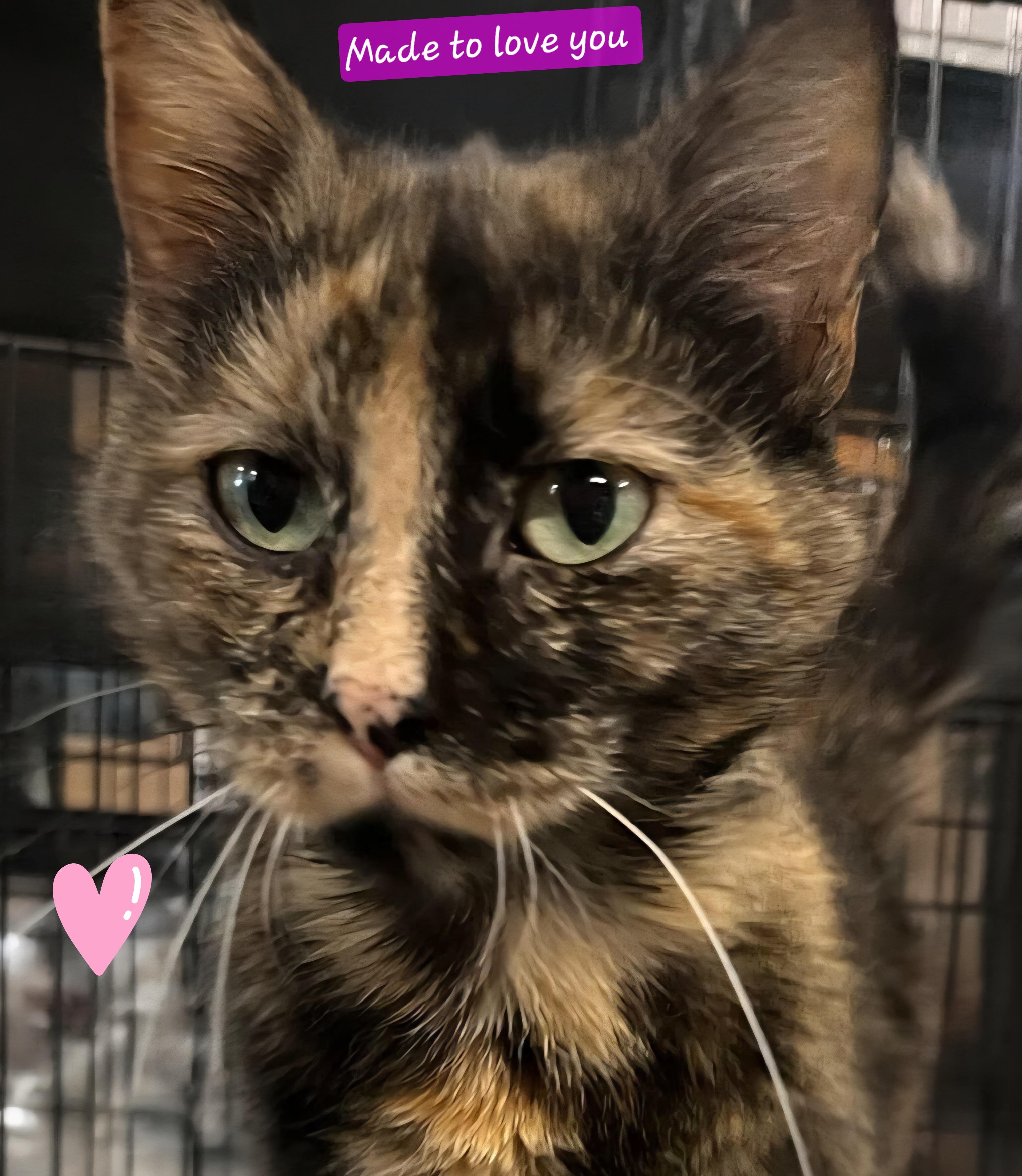 Lillie, Young Female unknown