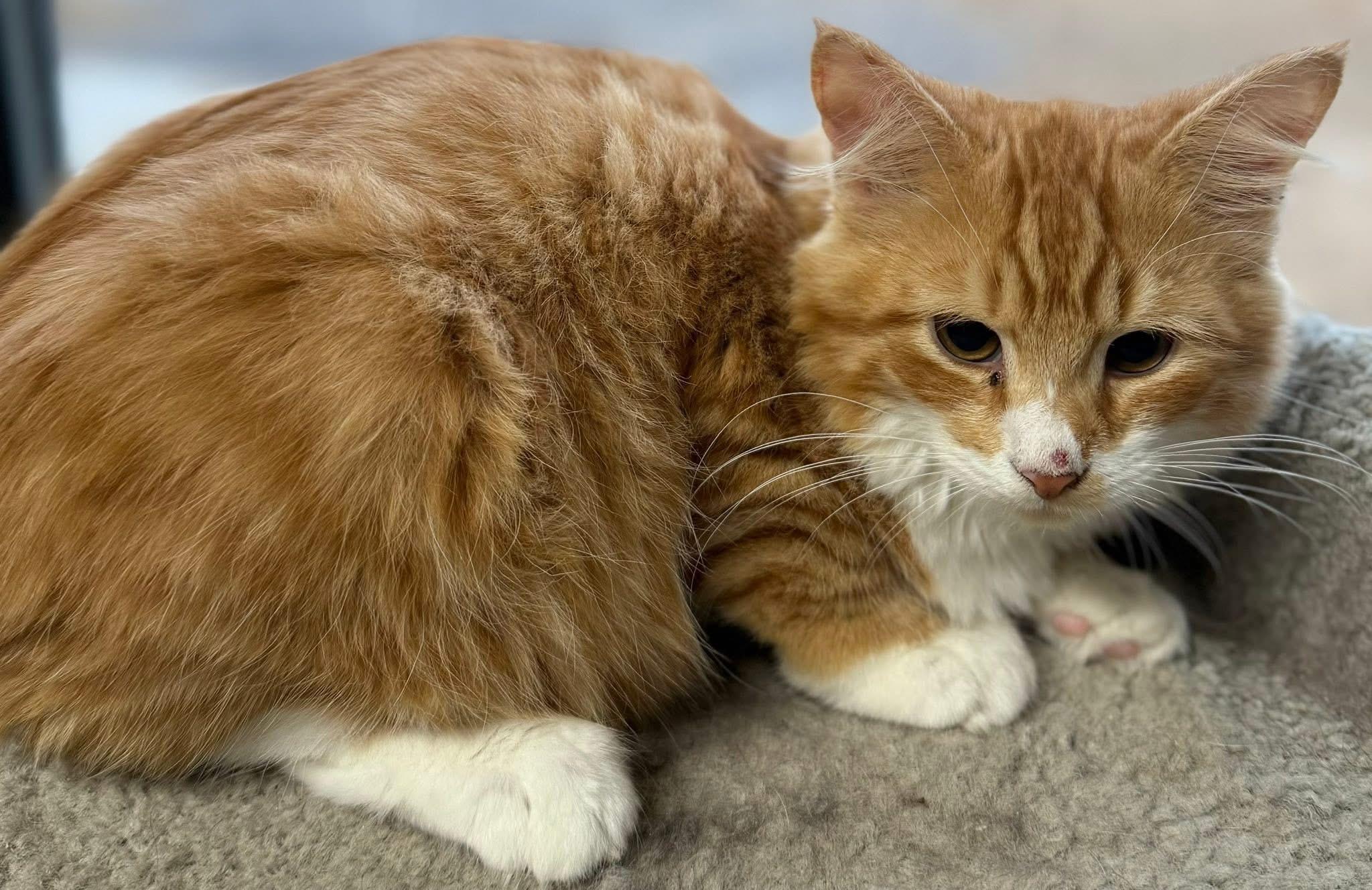 Flynn kitten mh, adopted, Young Male Maine Coon & Domestic Medium Hair.