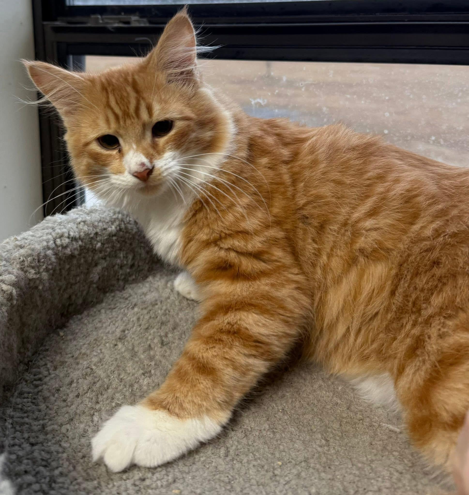 Enlarge Flynn kitten mh, an adopted mixed breed in Jackson, GA image 2/3