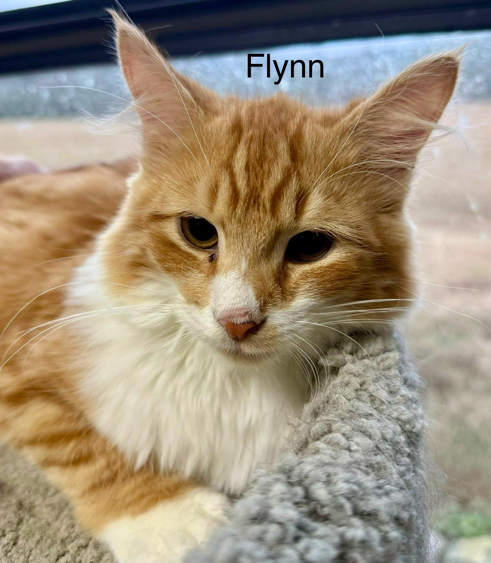 Enlarge Flynn kitten mh, an adopted mixed breed in Jackson, GA image 3/3