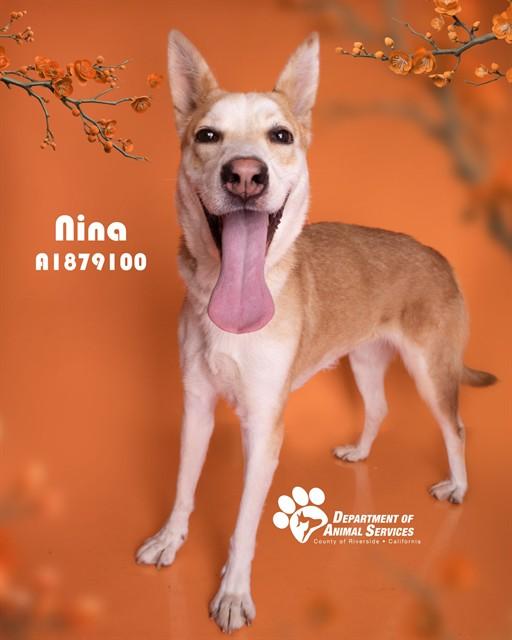 NINA, Adoptable, Young Female Siberian Husky & Mixed Breed.