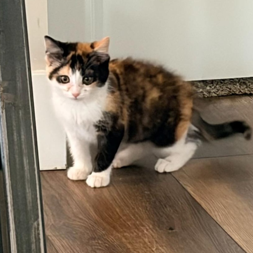 Jessie, adopted, Kitten Female Domestic Short Hair.